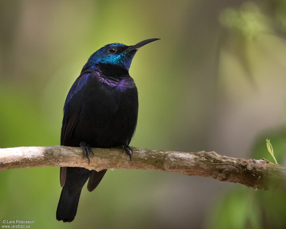 Pemba Sunbird