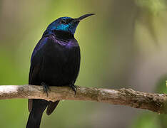 Pemba Sunbird