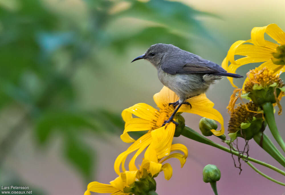 Northern Double-collared Sunbird female adult, identification