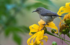 Northern Double-collared Sunbird