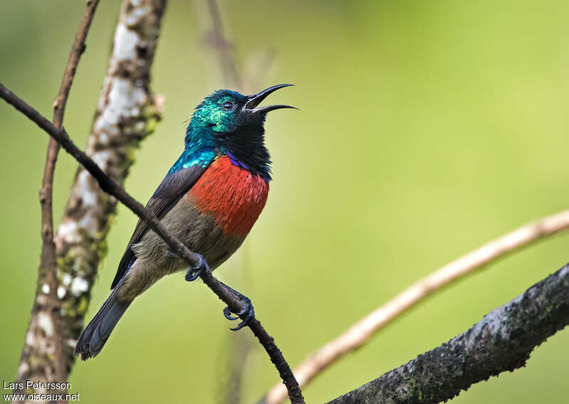 Northern Double-collared Sunbird male adult breeding, pigmentation, song