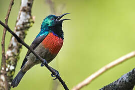 Northern Double-collared Sunbird