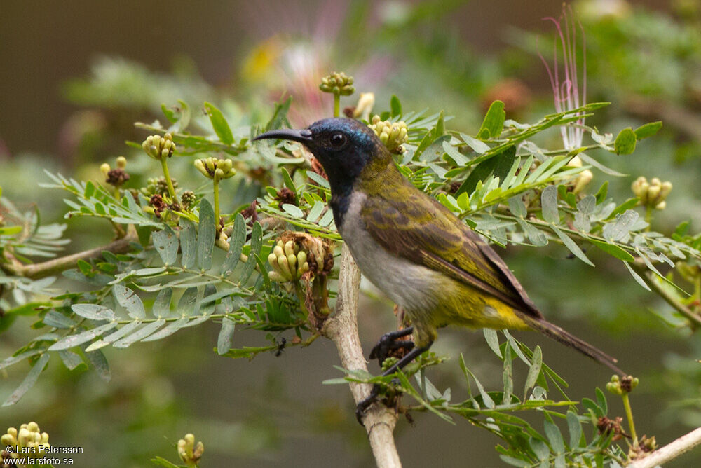 Reichenbach's Sunbird