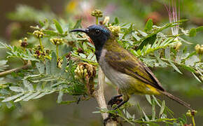 Reichenbach's Sunbird