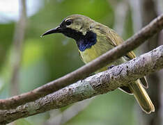 Plain-backed Sunbird