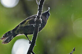 Giant Sunbird