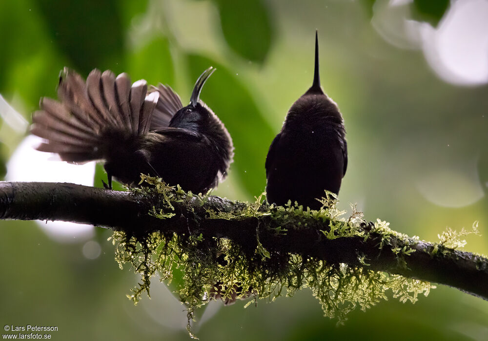 Giant Sunbird