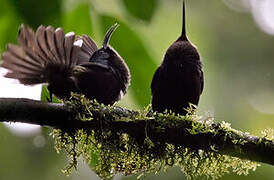 Giant Sunbird