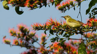 Little Green Sunbird