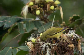 Little Green Sunbird