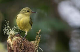 Little Green Sunbird