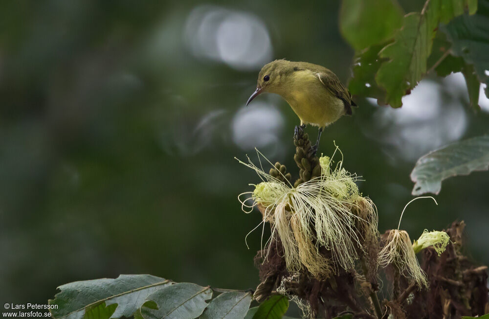 Little Green Sunbird