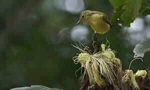 Little Green Sunbird