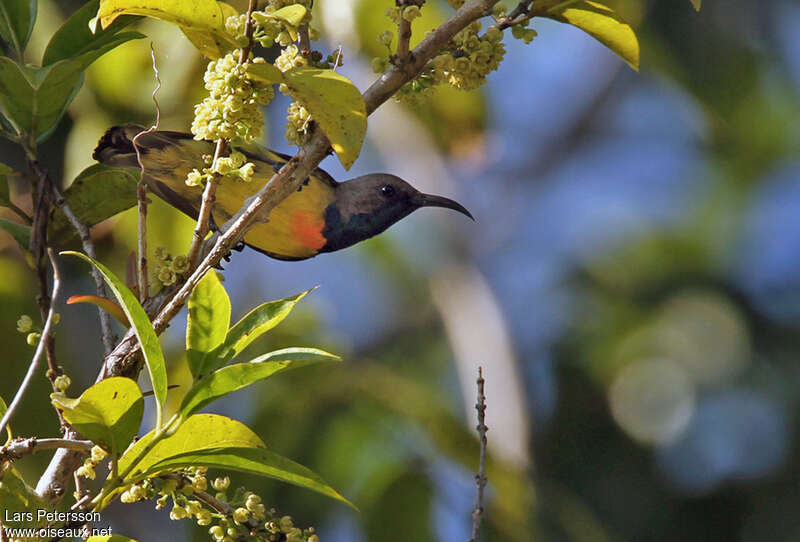 Apricot-breasted Sunbird