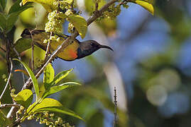 Apricot-breasted Sunbird