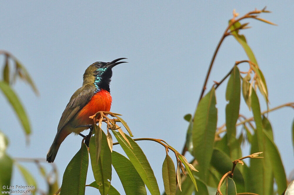 Flame-breasted Sunbird