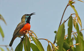 Flame-breasted Sunbird