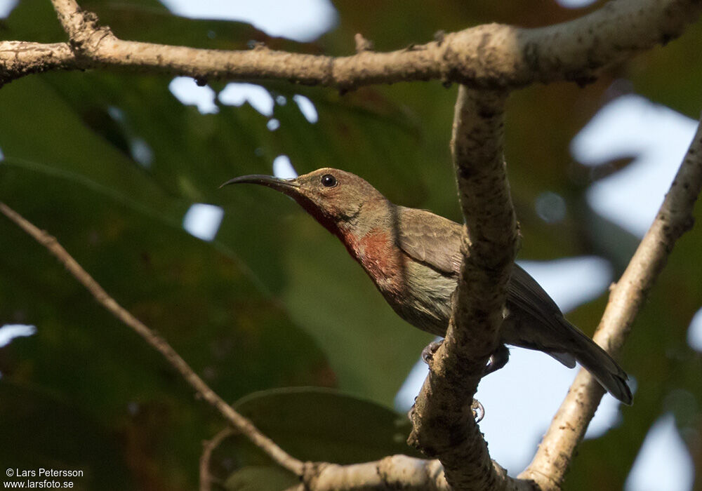 Vigors's Sunbird