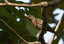 Vigors's Sunbird