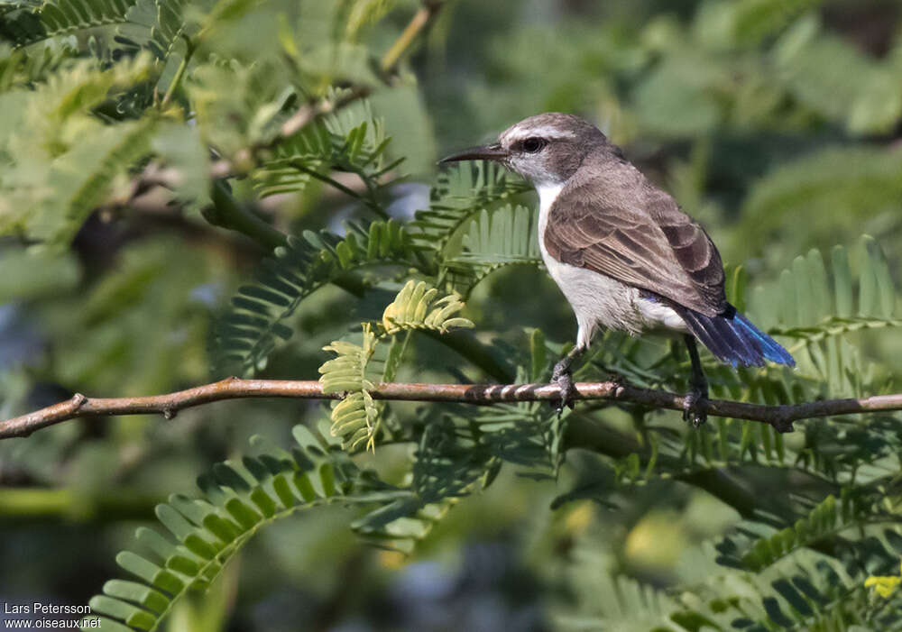 Eastern Violet-backed Sunbird female adult, pigmentation