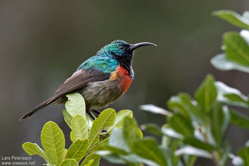 Eastern Double-collared Sunbird male adult, identification