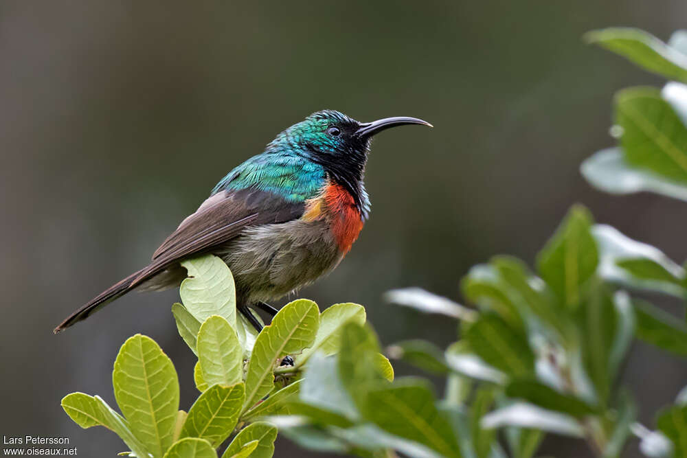 Eastern Double-collared Sunbird male adult, identification