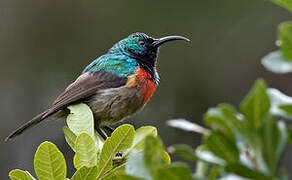 Eastern Double-collared Sunbird