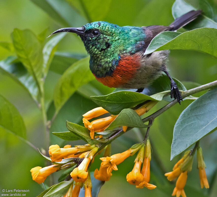 Eastern Double-collared Sunbird