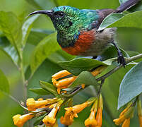 Eastern Double-collared Sunbird