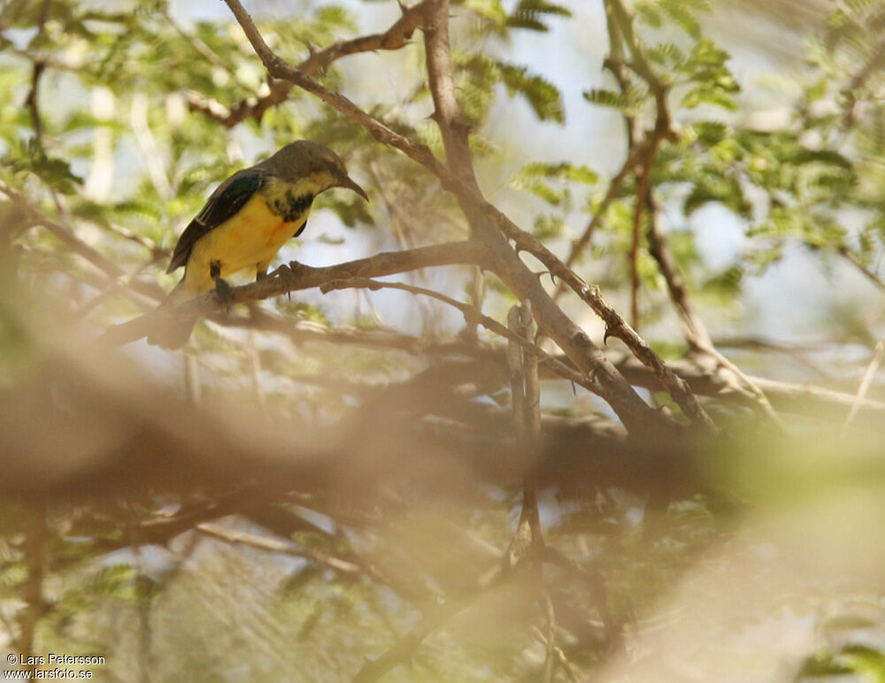 Nile Valley Sunbird