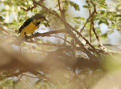 Nile Valley Sunbird