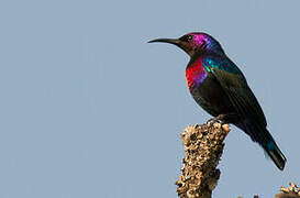 Splendid Sunbird