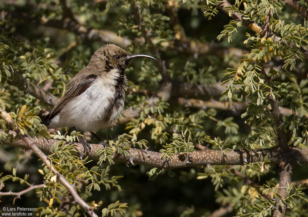 Dusky Sunbird