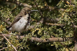 Dusky Sunbird