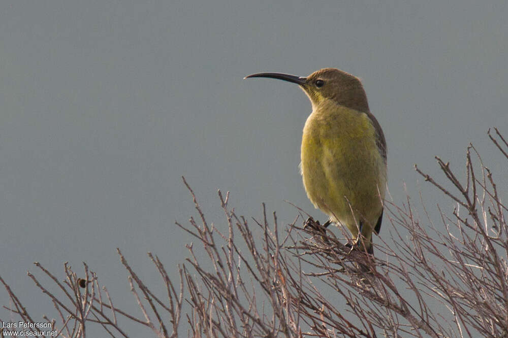 Malachite Sunbirdjuvenile, identification