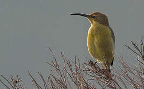 Malachite Sunbird