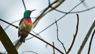 Tiny Sunbird