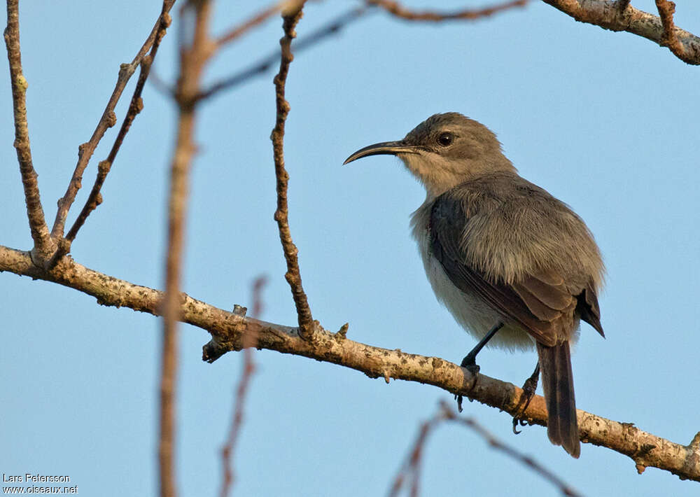 Grey Sunbirdadult, identification