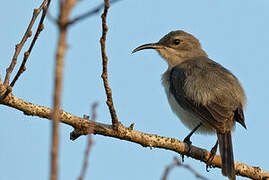 Grey Sunbird