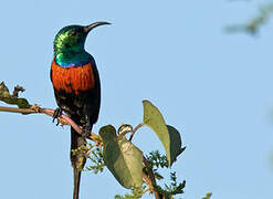 Black-bellied Sunbird