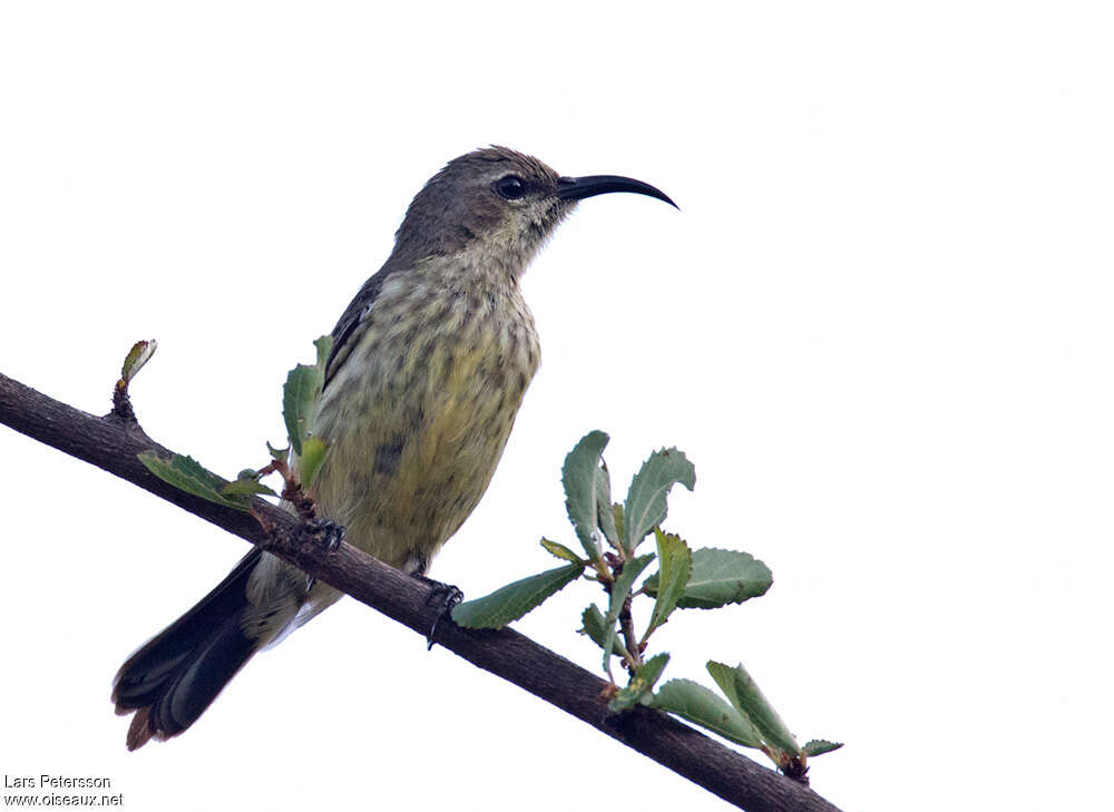 Black-bellied Sunbird female adult, identification