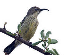 Black-bellied Sunbird