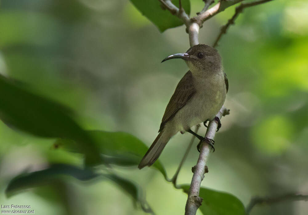 Souimanga olivâtreadulte, portrait