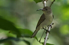 Olive Sunbird