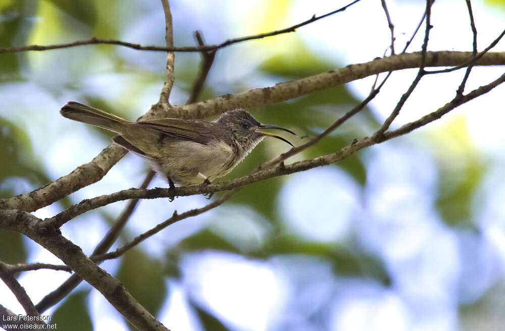 Souimanga olivâtreadulte, chant