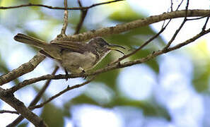 Olive Sunbird