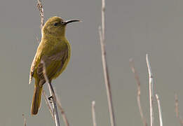 Orange-breasted Sunbird