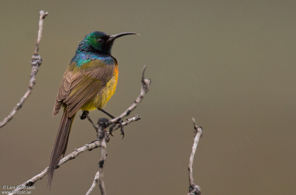 Orange-breasted Sunbird