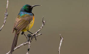 Orange-breasted Sunbird