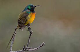 Orange-breasted Sunbird